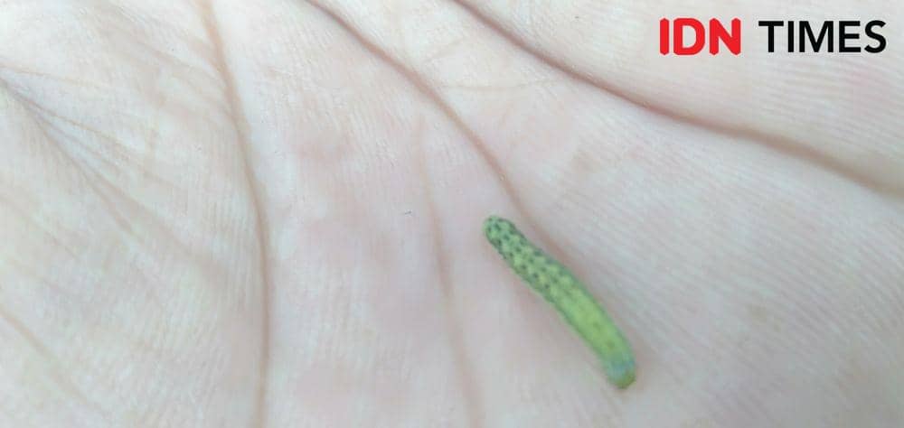 Hama ulat yang menyerang tanaman bawang merah menyebabkan petani gagal panen. IDN Times/Daruwaskita