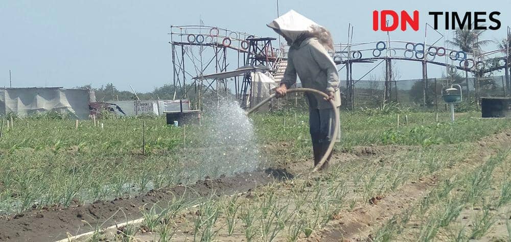 Petani bawang merah di Kabupaten Bantul. IDN Times/Daruwaskita