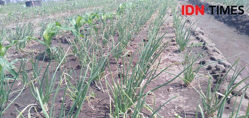 Proyek Dam Kamijoro Ancam Pasokan Air Irigasi Petani Bawang Merah