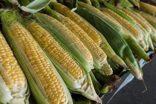 5 Manfaat Sehat Rambut Jagung, Salah Satunya Mencegah Gagal Ginjal