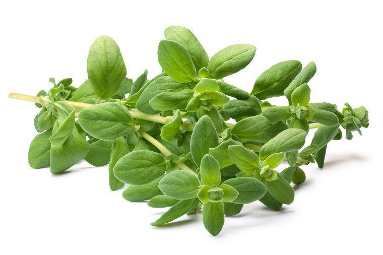 7 Manfaat Penting Tanaman Marjoram, Bisa Bikin Tidur Nyenyak Loh!