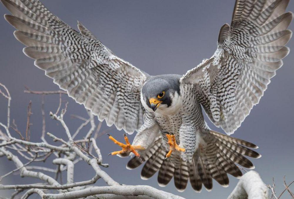 Peregrine Falcon, Burung dengan Kecepatan Layaknya Jet Tempur