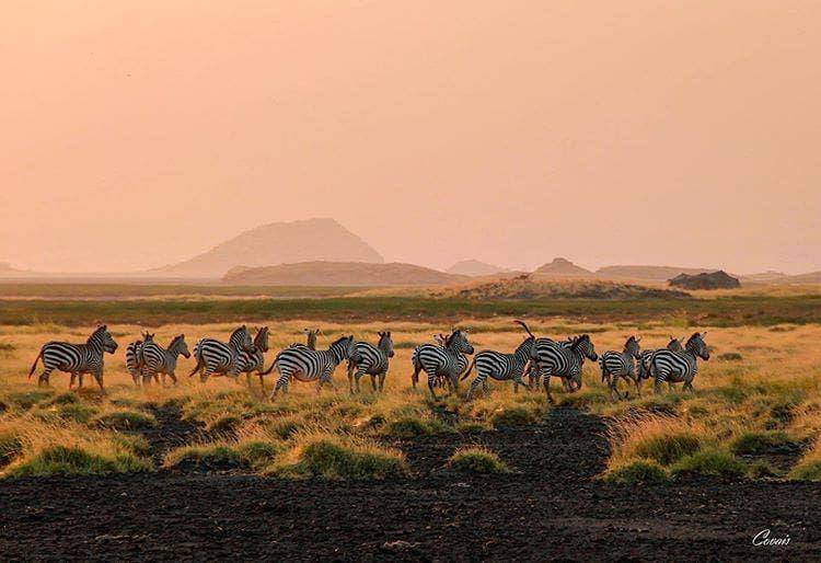 instagram.com/michael_tanzania.safaris