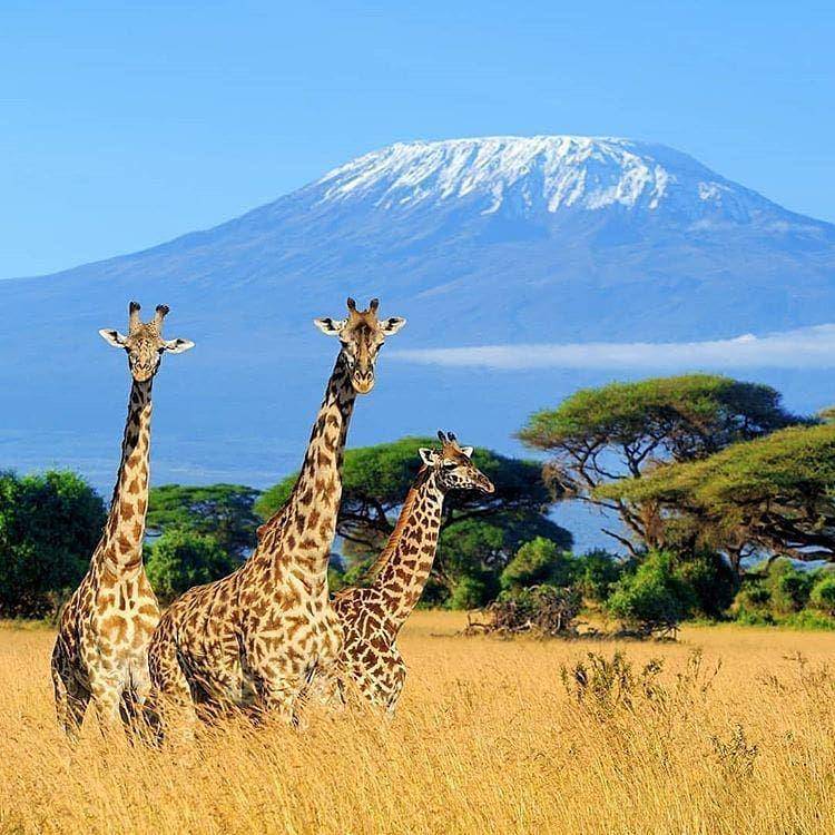 instagram.com/michael_tanzania.safaris