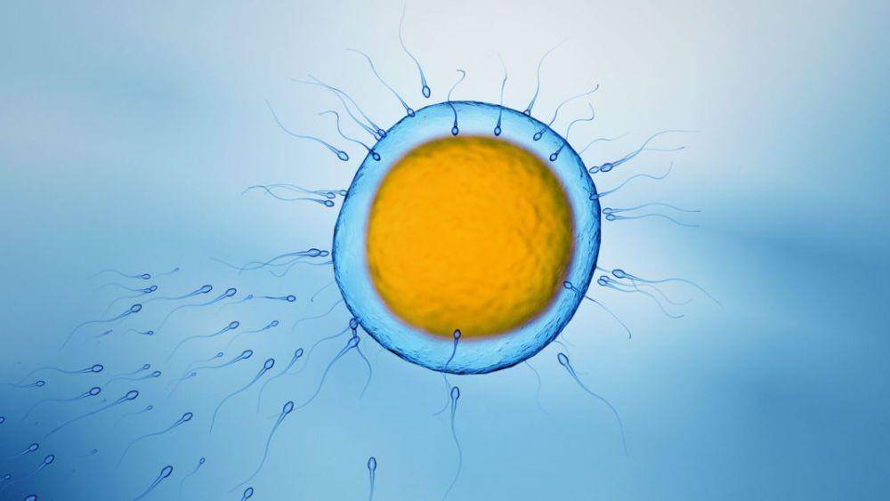 ilustrasi sel telur dan sperma (singularityhub.com)