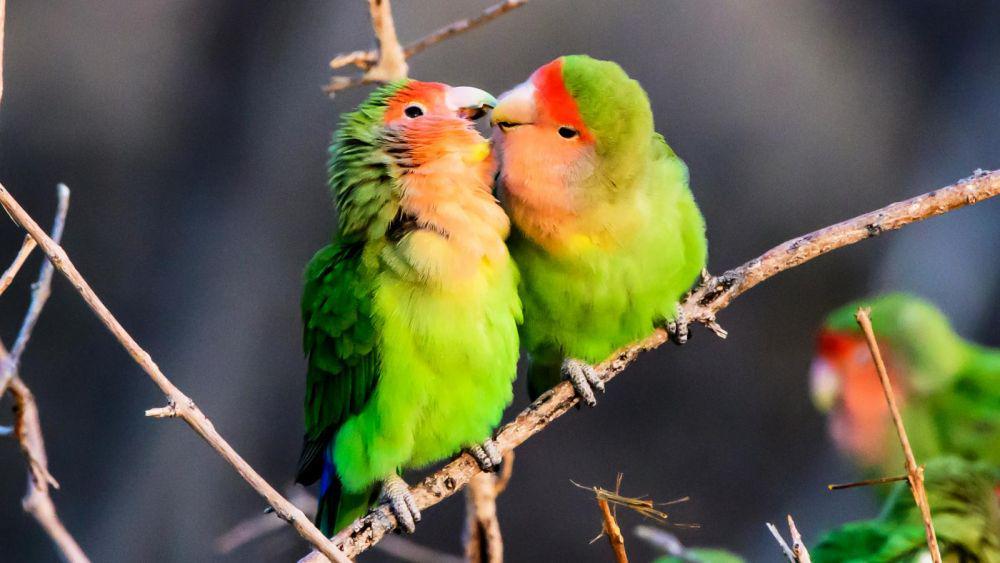 Setia Sampai Mati, Ini 6 Fakta Unik Lovebird yang Bikin Terharu