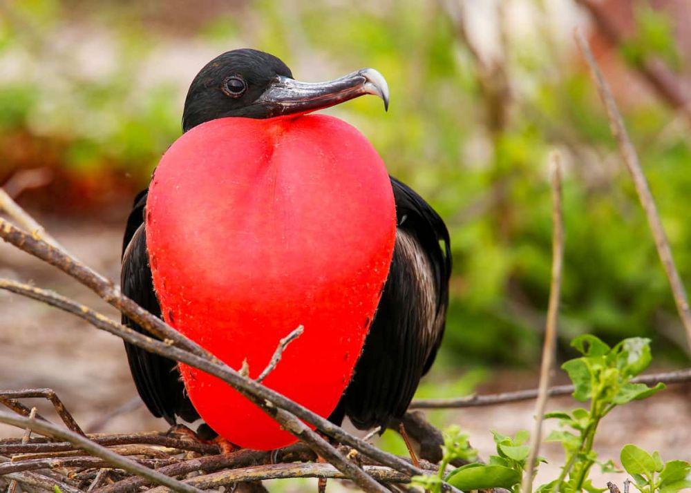 6 Burung dengan Penampilan Terunik, Ada yang seperti Pakai Dasi!