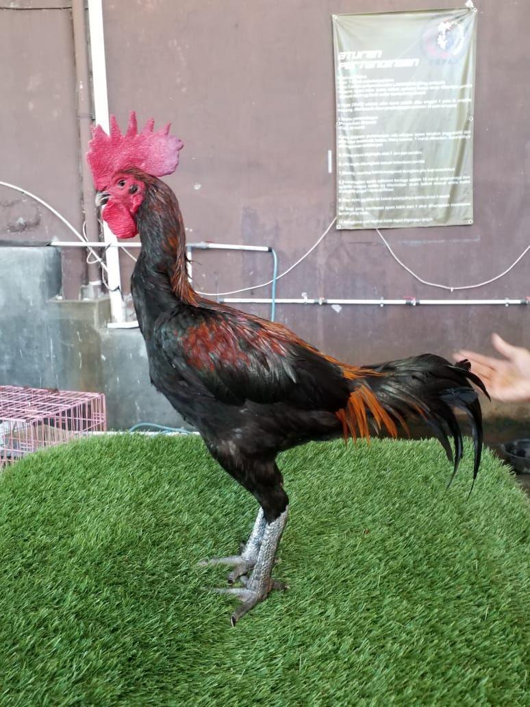 AFJ: Tinju Ayam Termasuk Bentuk Eksploitasi Satwa
