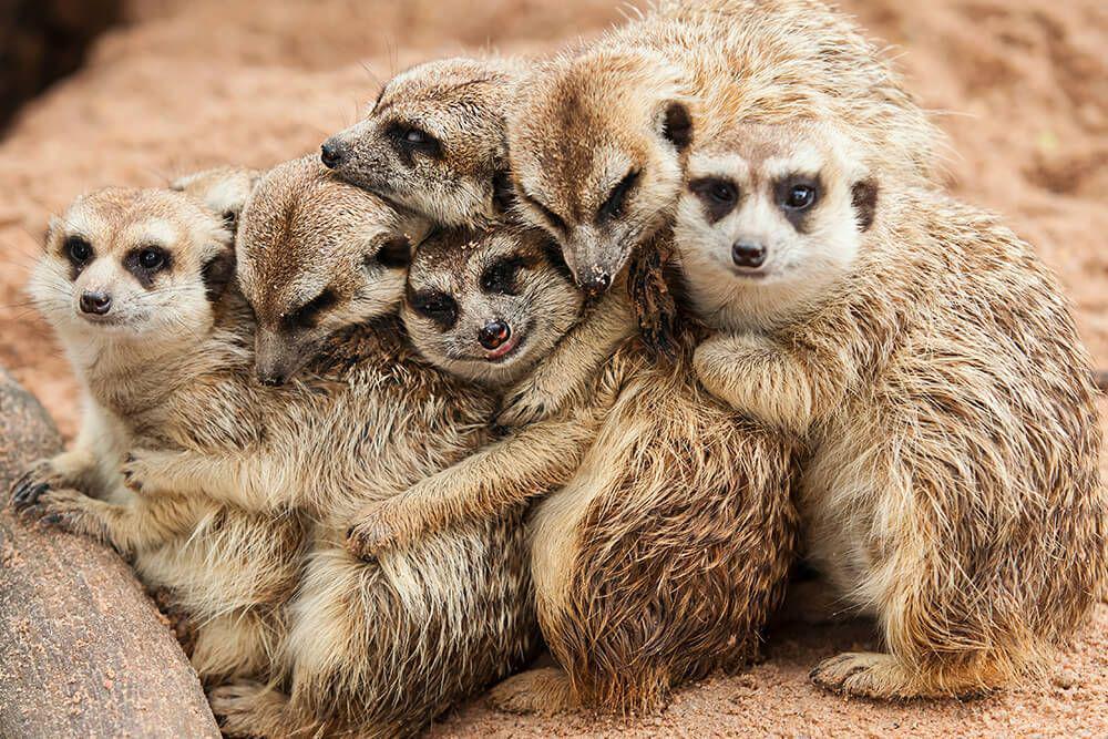 6 fakta meerkat yang gak banyak diketahui, lucu maksimal!