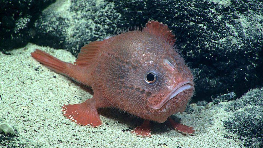 fisheries.noaa.gov