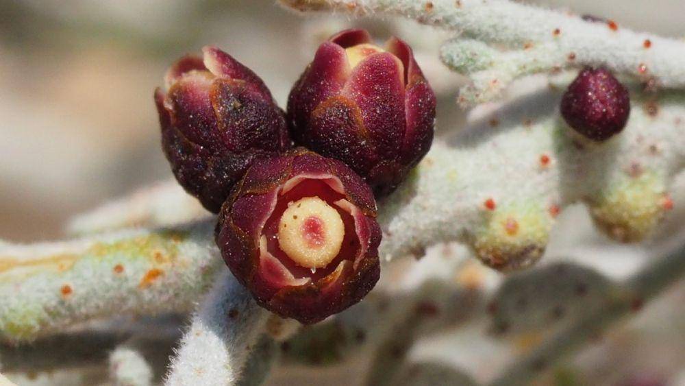 calflora.org