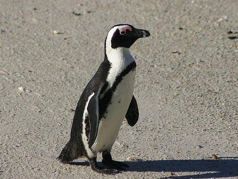penguins-world.com