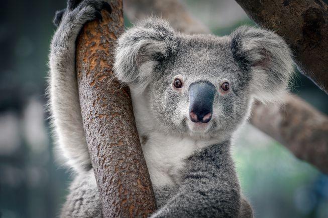 7 Fakta Ilmiah Ini Menunjukkan Koala adalah Hewan yang Liar dan Buas