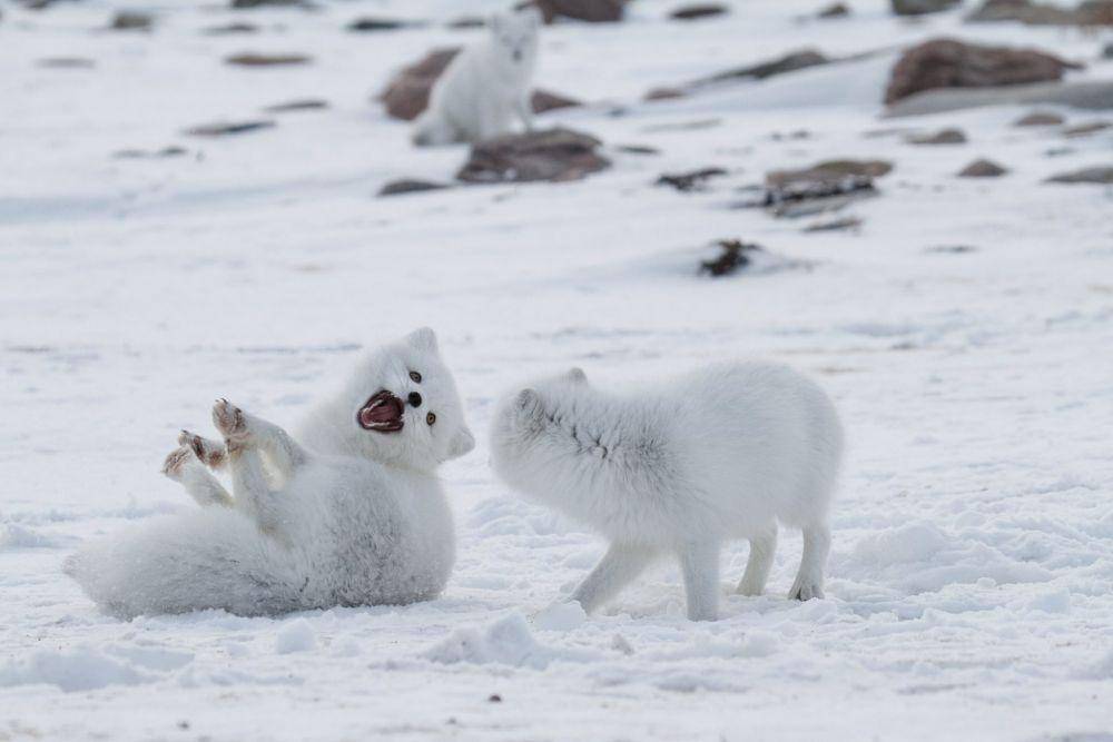 arctickingdom.com