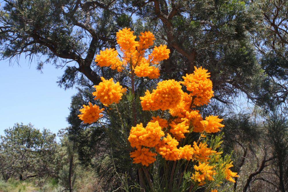 gardeningwithangus.com.au