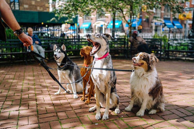 7 Jenis Anjing Unik yang Gahar, Berani Pelihara?