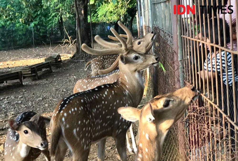 Menengok Keunikan Rusa Tutul di Kampus Unhas