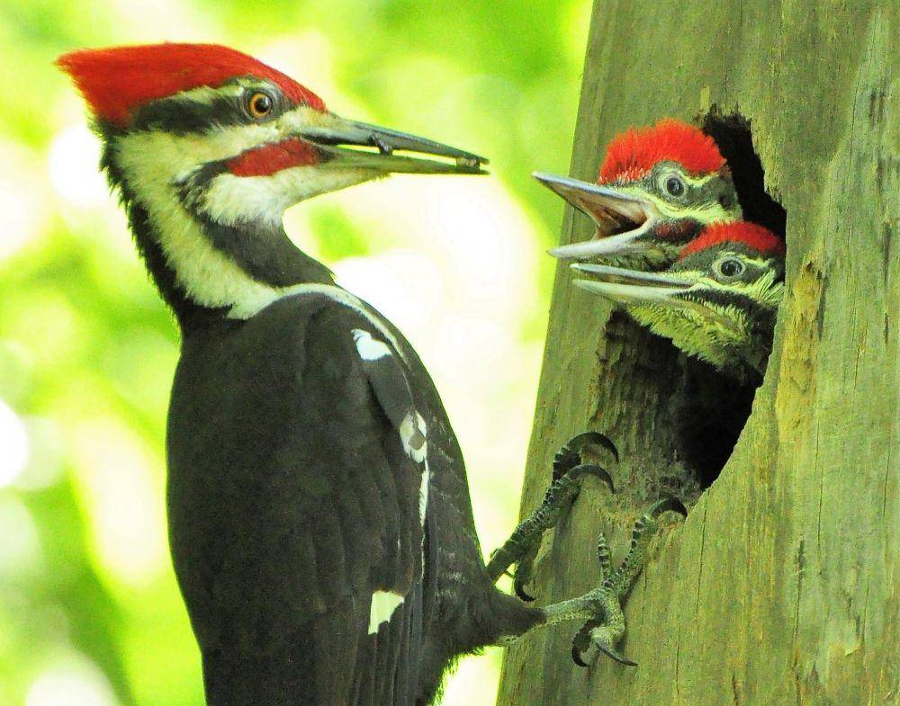 iawildlife.org