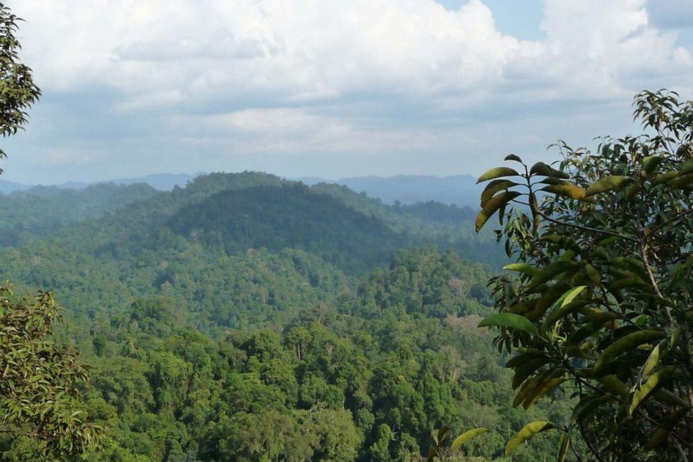 5 Fakta Hutan Hujan Sumatra yang Kini Kondisinya Memperihatinkan