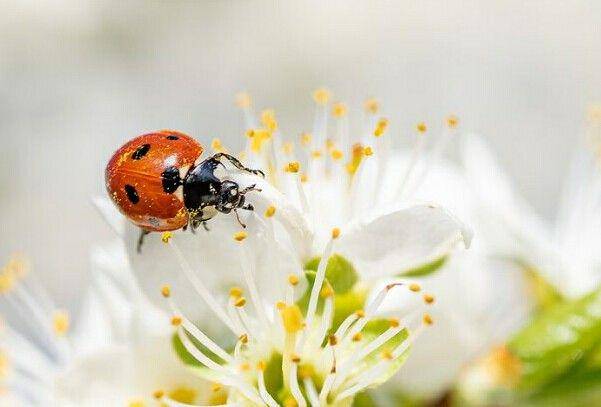 Pixabay.com/Muna Waroh
