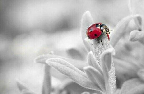 Pixabay.com/Muna Waroh