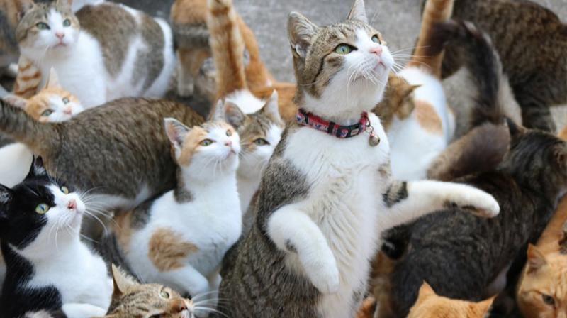 5 Destinasi Ini Kental Nuansa Kucing, Cat Lover Wajib Tahu!