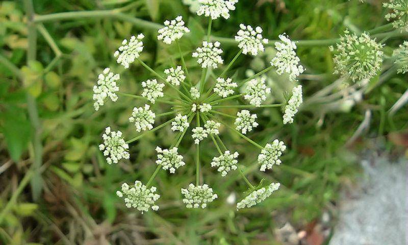 Bungan tanaman hemlock (wildernessawareness.org)