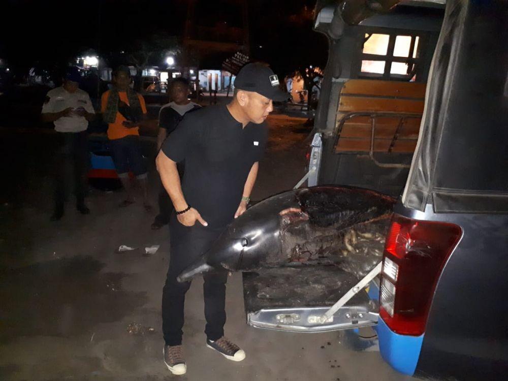 Diduga Dibunuh, Seekor Lumba-lumba Ditemukan Mati di Pantai Depok