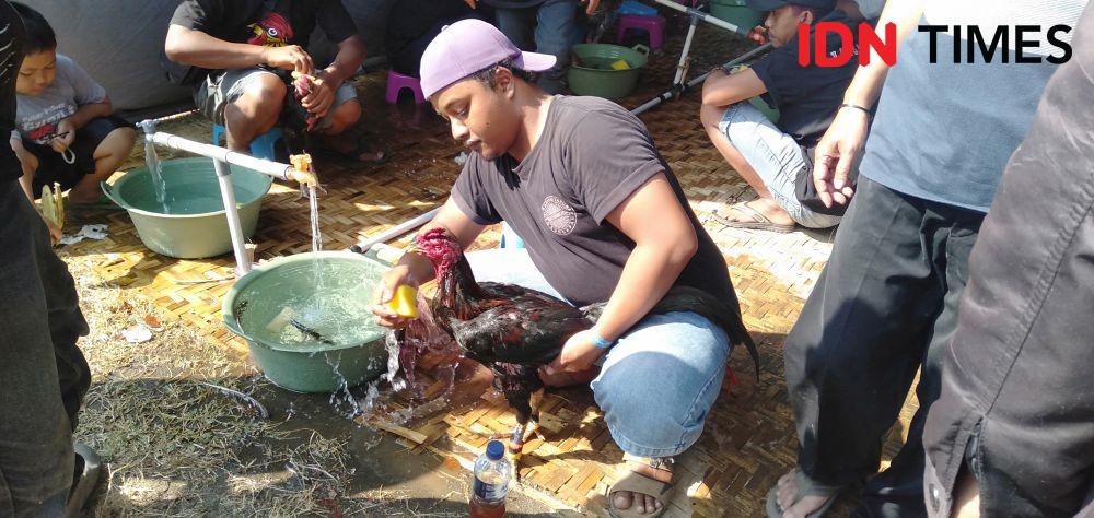 Panitia Klaim Kontes Tinju Ayam Bukan Eksploitasi