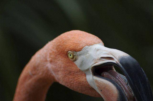 toughlittlebirds.com