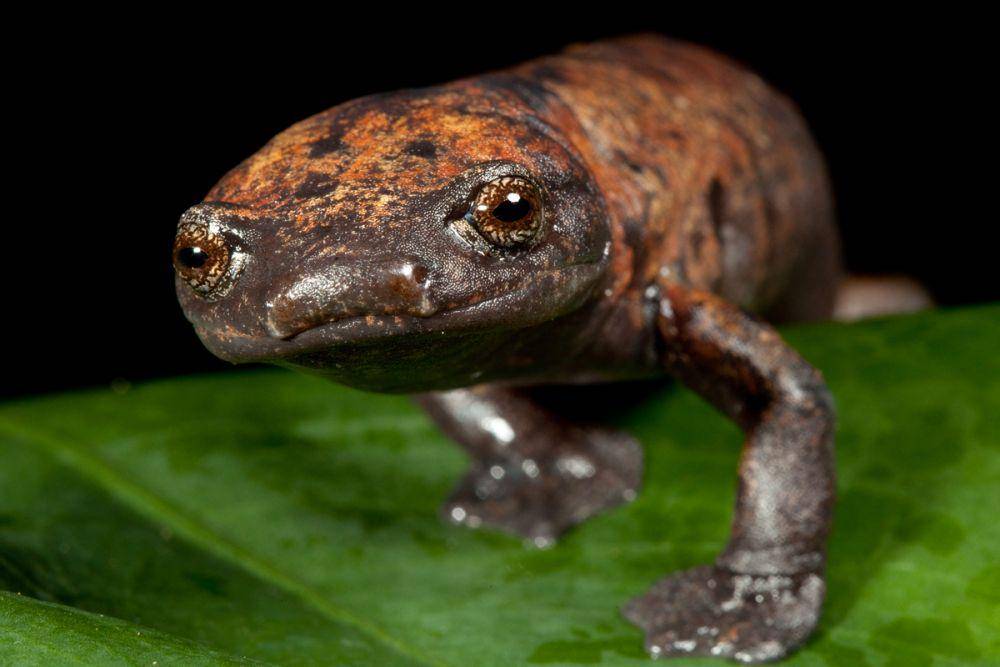 iucnredlist.org