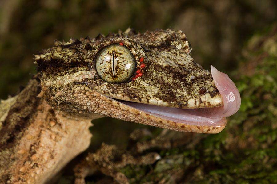 australiangeographic.com.au