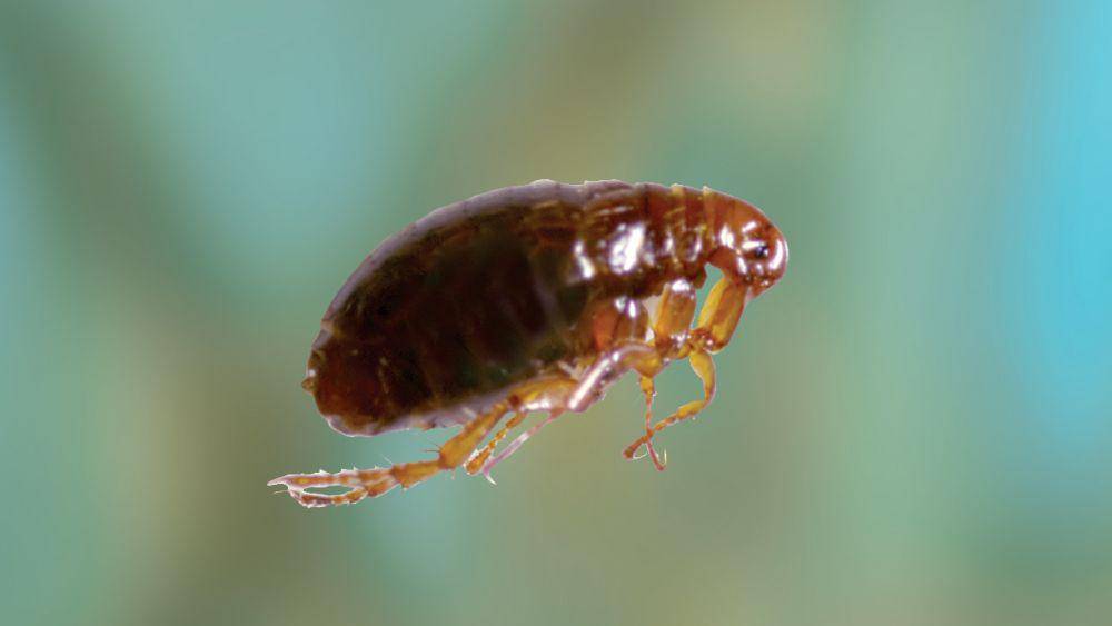 insectshield.com