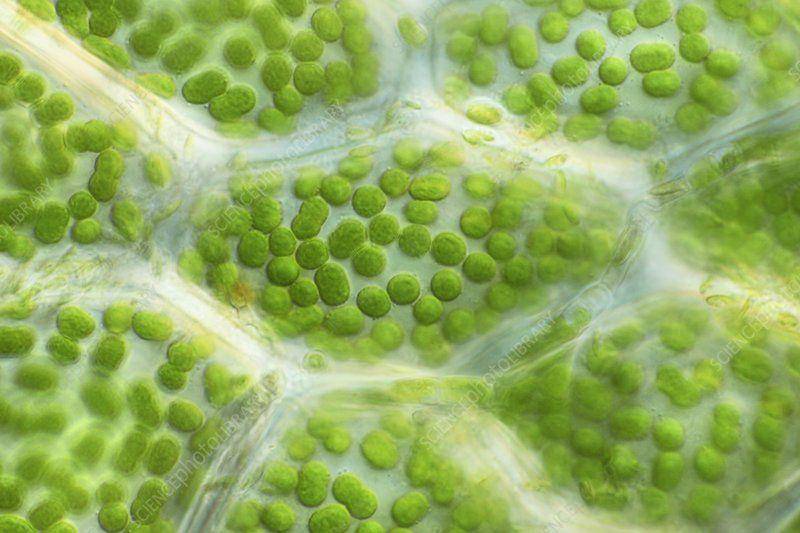 sciencephoto.com