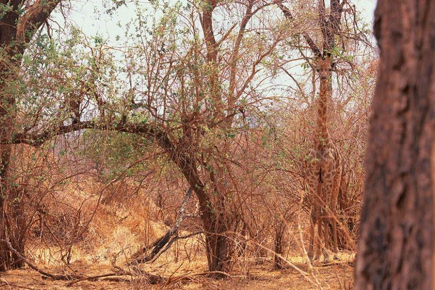 [QUIZ] Seberapa Jeli Mata Kamu Menebak Kamuflase Hewan Dibawah Ini?