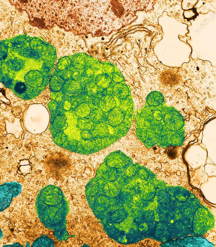 sciencephoto.com