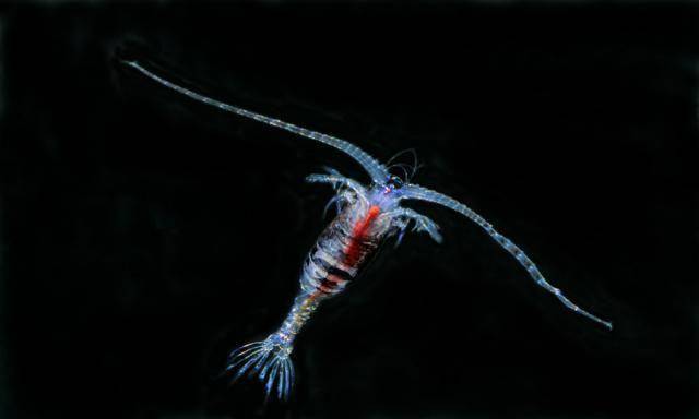 aquariumdepot.com