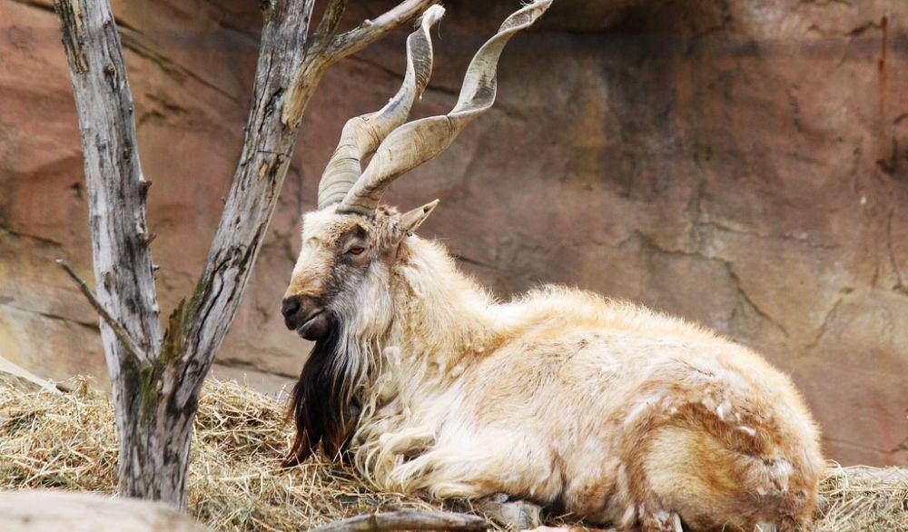 animalcorner.co.uk