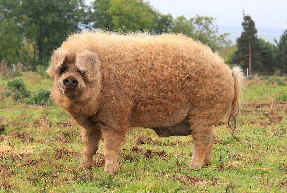 britishpigs.org.uk