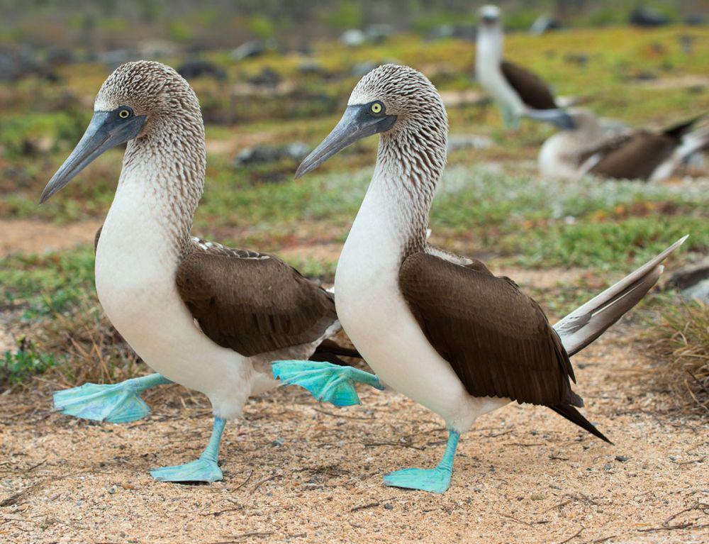 5 fakta blue foot bird, burung dengan 'kaus kaki biru' yang unik