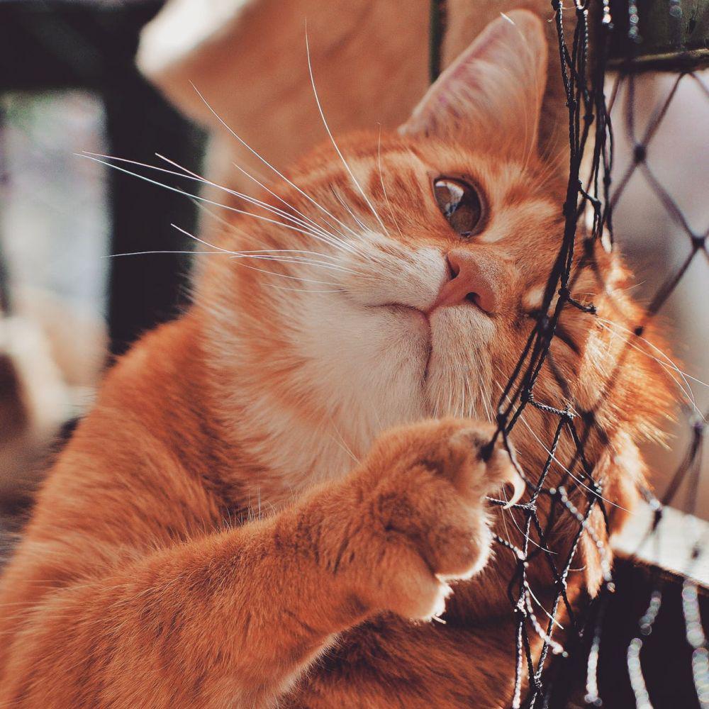 Mirip Manusia, Ini 5 Macam Kepribadian Kucing Menurut Ilmuwan
