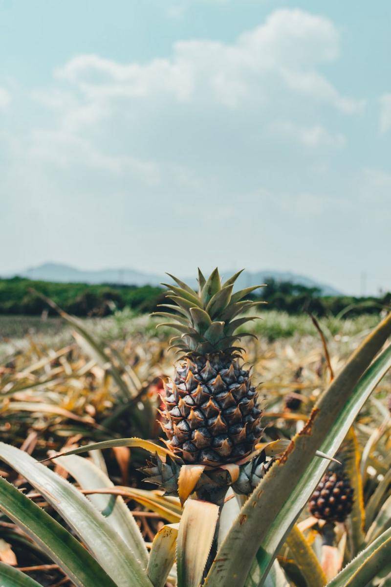 Unsplash.com/Lisa Knight