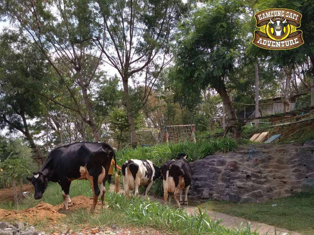 instagram.com/kampungsapiadventure