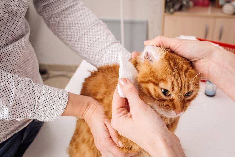 petlifetoday.com