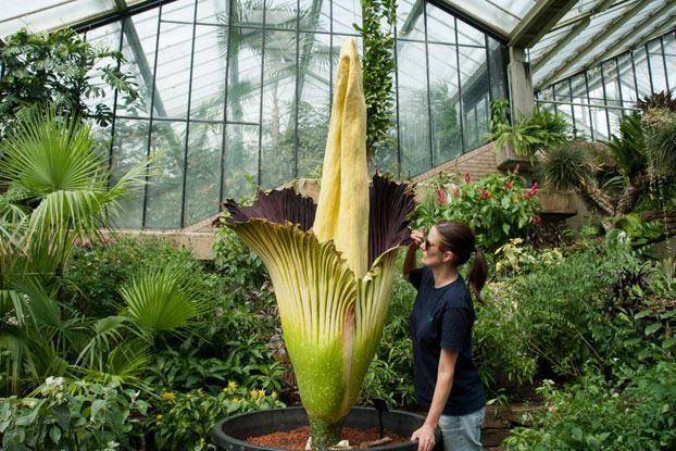 kew.org