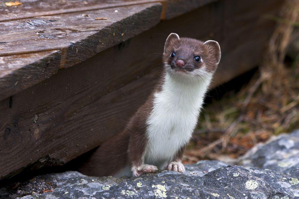 7 Fakta Unik Musang, Bisa Dijadikan Teman di Rumah!
