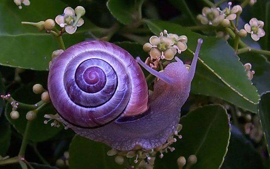 5 Hewan dengan Warna Unik dan Gak Disangka, Cantik Banget!