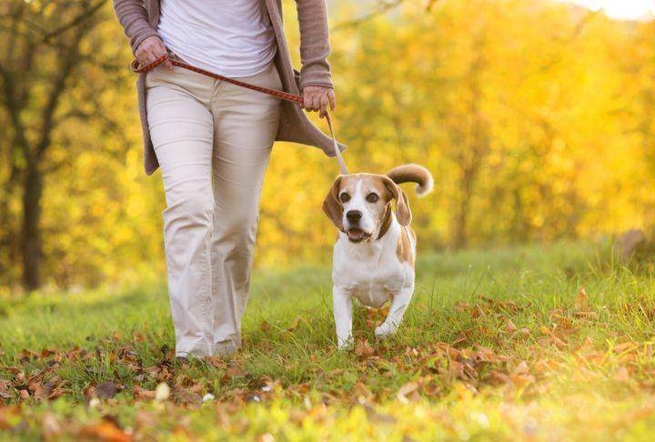 dogingtonpost.com