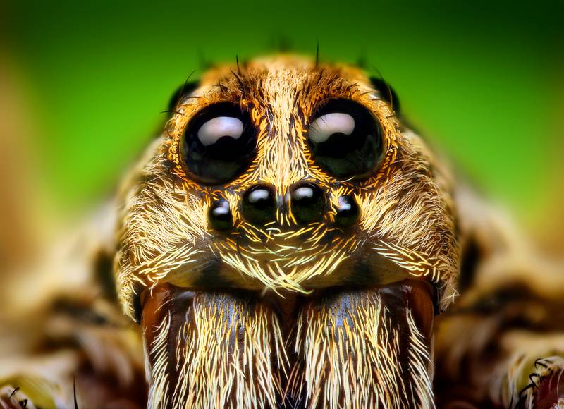 infinitespider.com