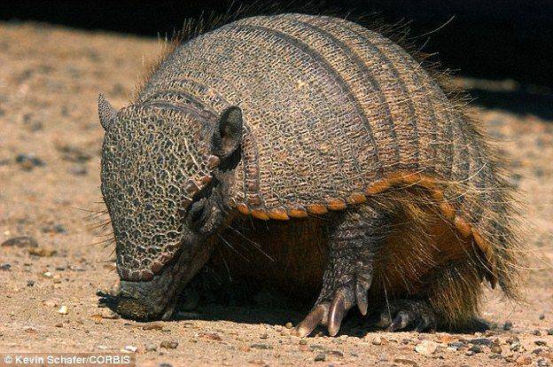 mongabay.co.id